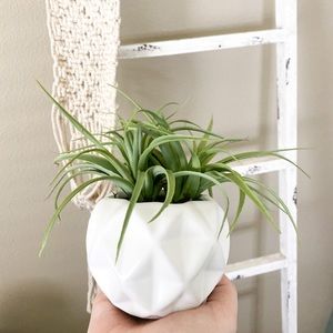 Small Artificial Plant